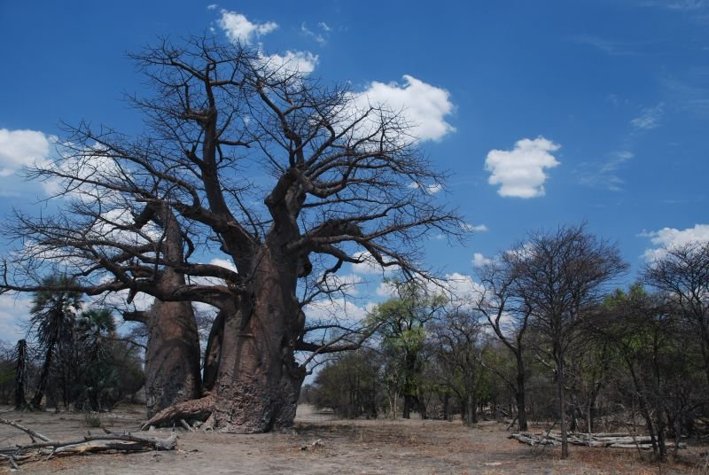 poznávací zájezdy - Botswana, baobab